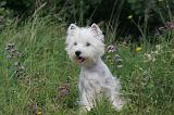 WESTIE 373